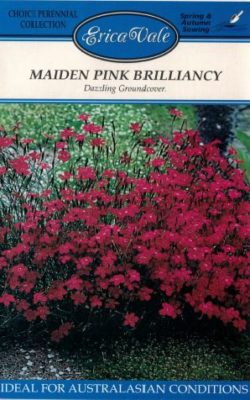 maiden pink brilliancy