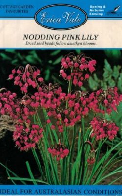 nodding pink lily
