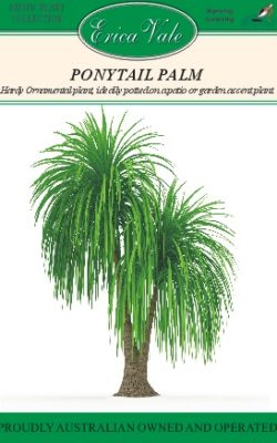 ponytail palm - web
