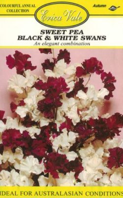 sweet pea black and white swans