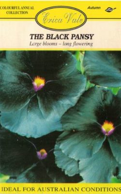 the black pansy